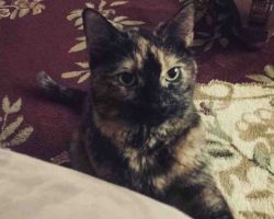 tortoiseshell cat for adoption in brooklyn Photo tortoiseshell cat for adoption in brooklyn