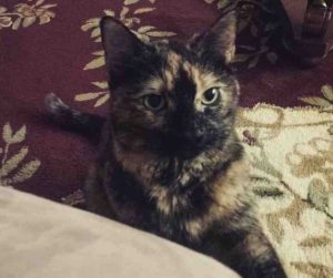 tortoiseshell cat for adoption in brooklyn