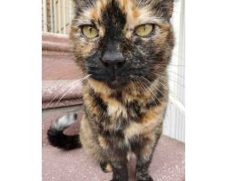 tortoiseshell cat for adoption in brooklyn Photo tortoiseshell cat for adoption in brooklyn