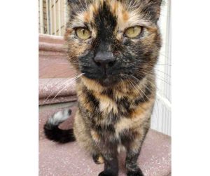 tortoiseshell cat for adoption in brooklyn
