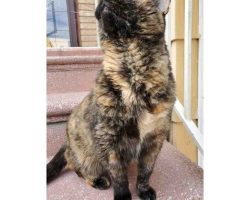 tortoiseshell cat for adoption in brooklyn Photo tortoiseshell cat for adoption in brooklyn