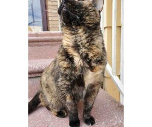 tortoiseshell cat for adoption in brooklyn