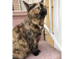tortoiseshell cat for adoption in brooklyn Photo tortoiseshell cat for adoption in brooklyn