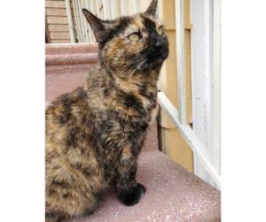 tortoiseshell cat for adoption in brooklyn