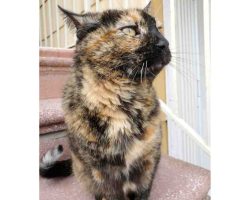 tortoiseshell cat for adoption in brooklyn Photo tortoiseshell cat for adoption in brooklyn