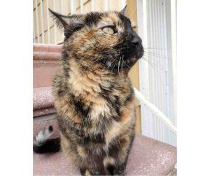 tortoiseshell cat for adoption in brooklyn