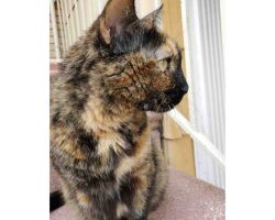 tortoiseshell cat for adoption in brooklyn Photo tortoiseshell cat for adoption in brooklyn