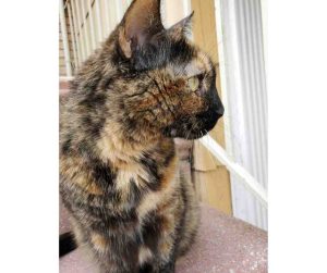 tortoiseshell cat for adoption in brooklyn