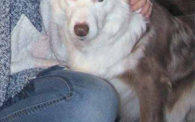 Senior border collie dog for adoption in abilene texas – adopt sweet mia