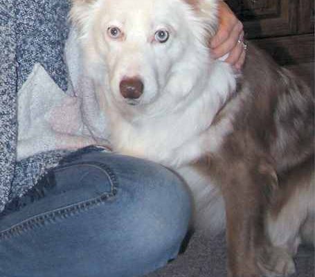 Mia is an affectionate Border Collie looking for a new home near Abilene Texas.