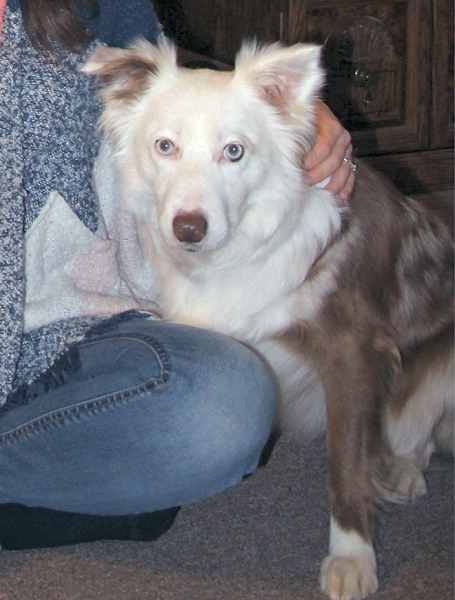 Mia is an affectionate Border Collie looking for a new home near Abilene Texas.