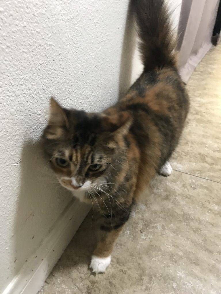 Mikayki - Maine Coon Mix Kitten For Adoption Bell Gardens CA