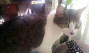 Mila grey tabby tuxedo cat for adoption calgary ab (1)
