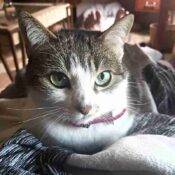 Mila Grey Tabby Tuxedo Cat For Adoption Calgary Ab