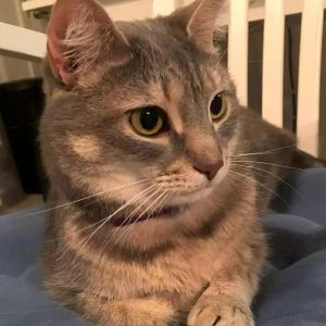 silver tabby cat for adoption