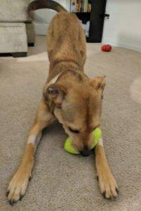 Cute german shepherd mix dog for adoption in charlotte, nc. Adopt millie today.