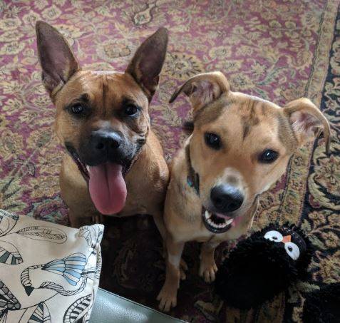 Cute German Shepherd mix dog for adoption in Charlotte, NC. Adopt Millie today.