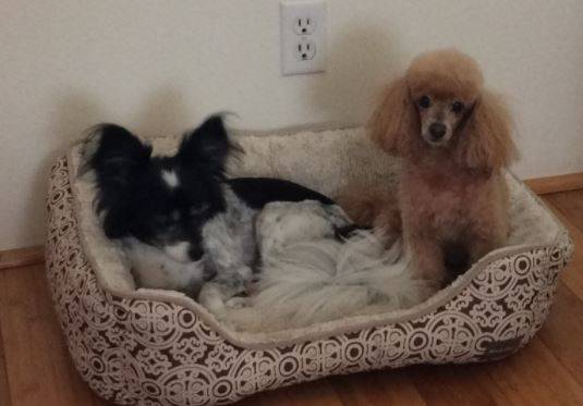 Millie molly papillon toy poodle adoption honolulu