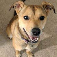 Millie - German Shepherd Mix Dog For Adoption Charlotte NC