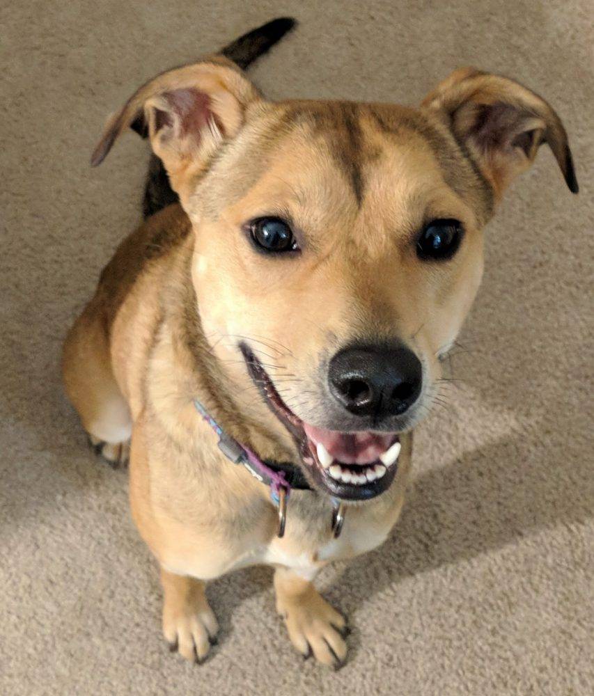 Charlotte nc – millie – adorable 2 yo f german shepherd hound mix dog for adoption