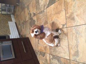 Rehomed  milo  cute cockalear (cocker spaniel / cavalier king charles spaniel mix)  new city ny