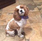 REHOMED  Milo  Cute Cockalear (Cocker Spaniel / Cavalier King Charles Spaniel Mix)  New City NY