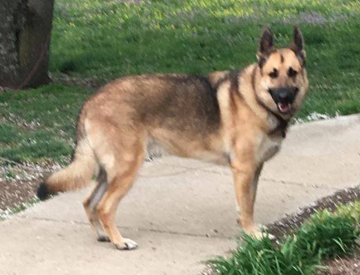 Milo german shepherd dog for adoption in nashville tn 2