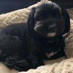 Milo - havanese dog for adoption in raleigh nc