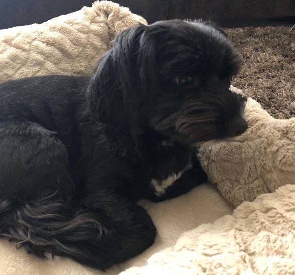 Milo - havanese dog rehomed in raleigh nc 2