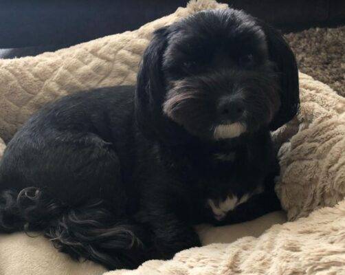 Milo - Havanese Dog Rehomed in Raleigh NC
