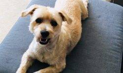 Yorkie Bichon Frise Shih Tzu Mix For Private Adoption in Calgary AB - Adopt Mimi