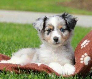 Australian shepherd puppy