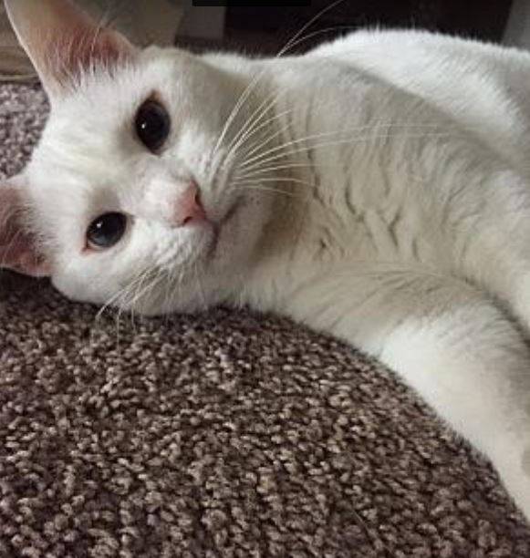 Mini white cat for adoption in st. Louis mo 1