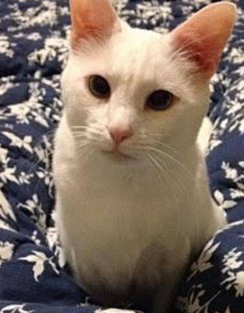 Mini white cat for adoption in st. Louis mo 1