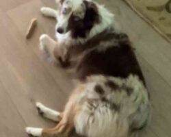 Miniature australian shepherd adoption savannah ga