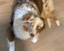 Miniature australian shepherd adoption savannah ga