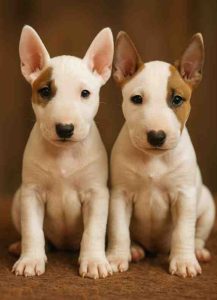 Miniature bull terriers for adoption