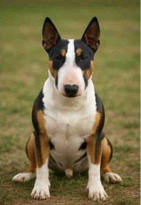 Miniature bull terriers for adoption