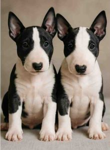 Miniature bull terriers for adoption