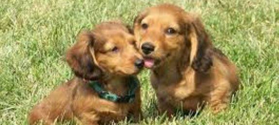 Miniature dachshund adoptions