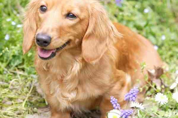 Dachshund Photo