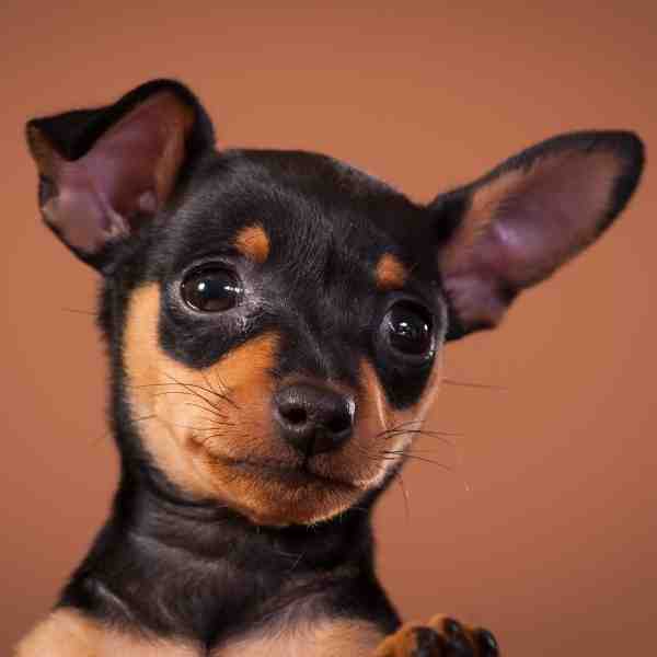 Small Dogs For Adoption Near You - Rehome Or Adopt A Small Dog Or Puppy ...