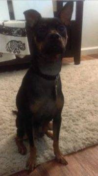 Miniature Pinscher Minpin Puppy For Adoption In LA
