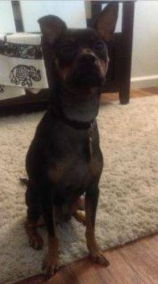 Miniature Pinscher Minpin Puppy For Adoption In LA