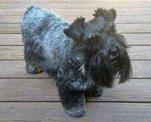 Rehomed – leyna – purebred miniature schnauzer found wonderful home in cleveland oh