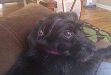 Miniature Schnauzer Mix For Adoption in Atlanta GA