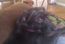 Miniature Schnauzer Mix For Adoption in Atlanta GA