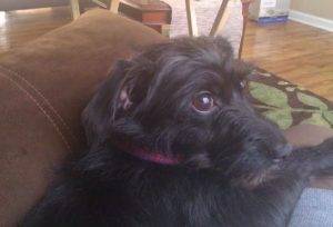 Miniature Schnauzer Mix For Adoption In Atlanta GA