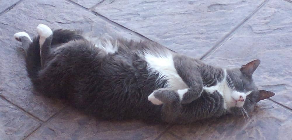 Minima gray and white tuxedo cat for adoption in allen near dallas tx 3
