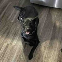 Black German Shepherd Labrador Retriever Mix Dog For Adoption In Fayetteville Georgia – Meet Gunner